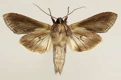 Cucullia asteris