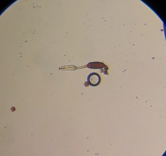 Phragmidium mucronatum