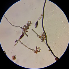 Phragmidium mucronatum