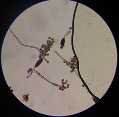 Phragmidium mucronatum