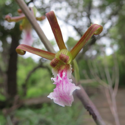 Garden Harlequin