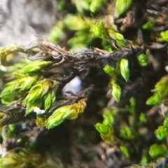 Schistidium platyphyllum