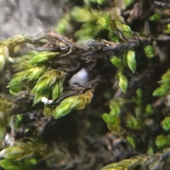 Schistidium platyphyllum