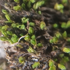 Schistidium platyphyllum