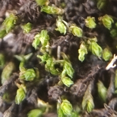 Schistidium platyphyllum