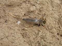 Pamponerus germanicus