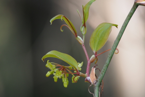 China root (Smilax china)