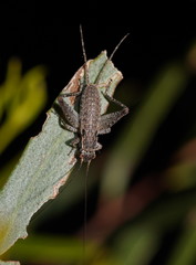 Eurepa marginipennis