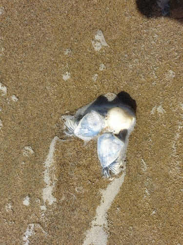 photo of Buoy Barnacle (Dosima fascicularis)