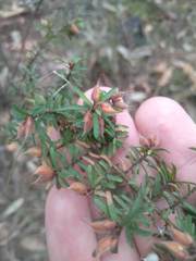 Pultenaea hispidula