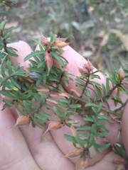 Pultenaea hispidula