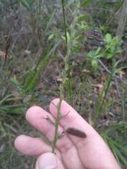 Bossiaea stephensonii