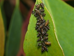 Eurymeloides bicincta