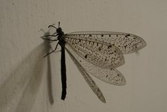Euroleon polyspilus