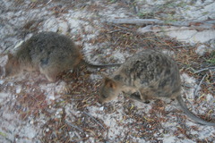 Setonix brachyurus