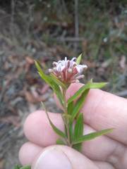 Grevillea sphacelata
