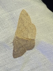 Cyclophora obstataria