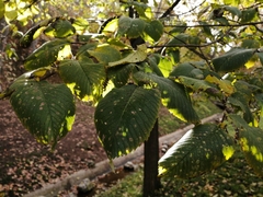 Ulmus minor