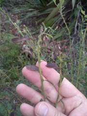 Bossiaea stephensonii