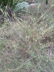 Bossiaea stephensonii