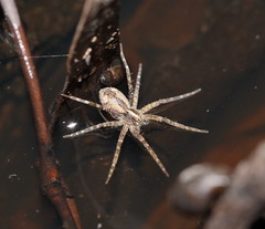 Ornodolomedes