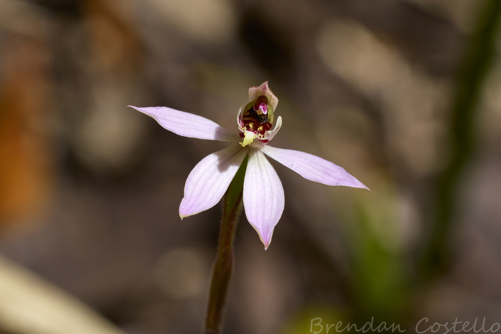 Caladenia atrochila