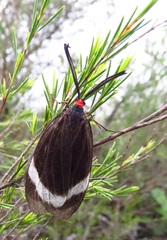 Pidorus