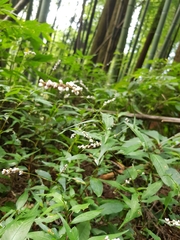 Persicaria jucunda