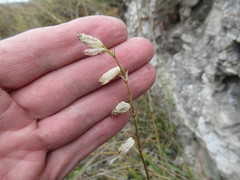 Silene jeniseensis
