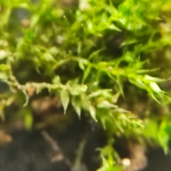 Hygroamblystegium humile