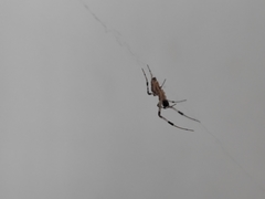 Zosis geniculata