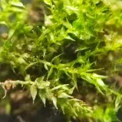 Hygroamblystegium humile