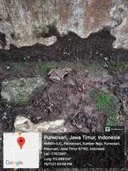 Fejervarya cancrivora
