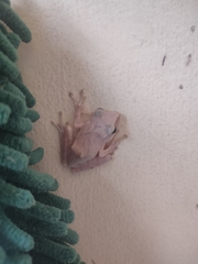 Polypedates megacephalus