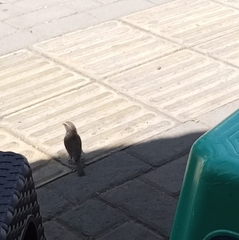 Crithagra tristriata