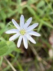 Stellaria angustifolia