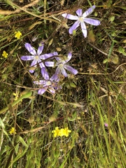 Brodiaea