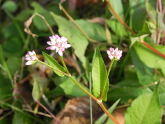Persicaria thunbergii