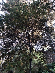 Fagus sylvatica