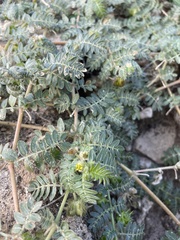 Tribulus terrestris