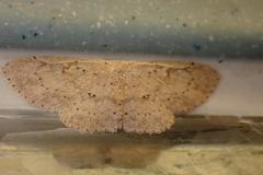 Perixera illepidaria