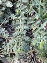 Tribulus terrestris