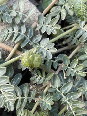 Tribulus terrestris