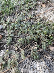 Tribulus terrestris