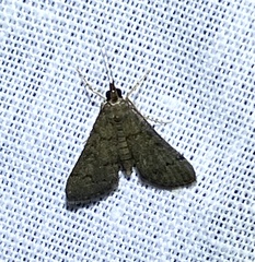Piletocera macroperalis