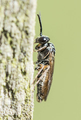 Periclista albida
