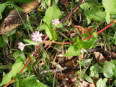 Persicaria thunbergii