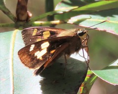 Trapezites symmomus