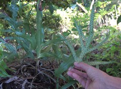Microsorum scolopendria
