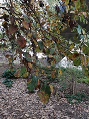 Fagus sylvatica